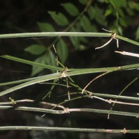 Rubia cordifolia L.